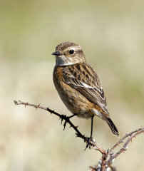 Stonechat 032