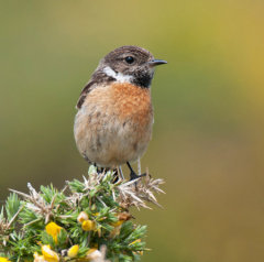 Stonechat 010