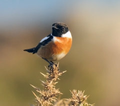Stonechat 008
