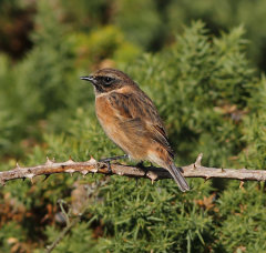 Stonechat 005