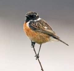 Stonechat 033