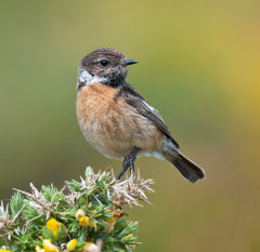 Stonechat 013