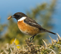 Stonechat 003