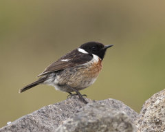 Stonechat 020