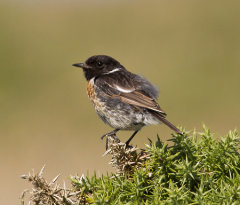 Stonechat 023