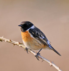 Stonechat 007