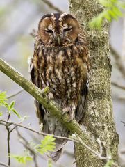 British & European Birds - Tawny Owl