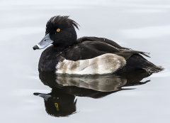 British & European Birds - Tufted Duck