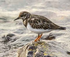 British & European Birds - Turnstone