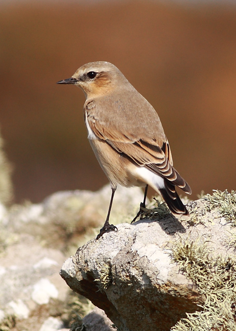 Northern Wheatear 006