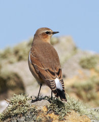 Northern Wheatear 005