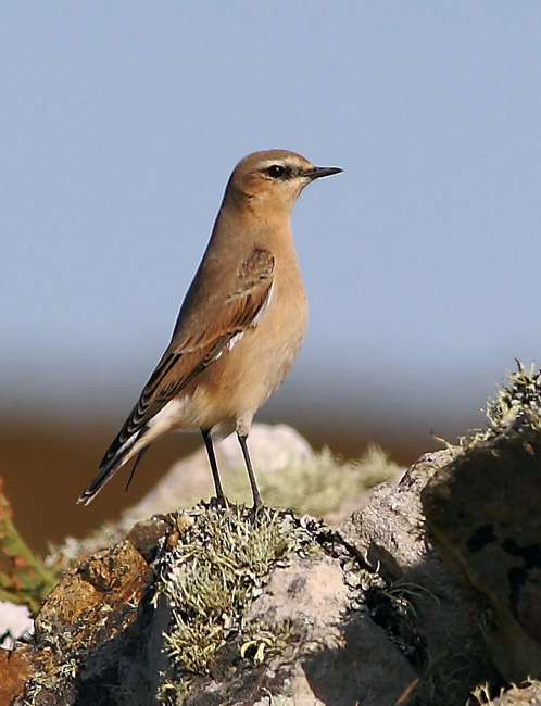 Northern Wheatear 008