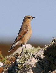 Northern Wheatear 008