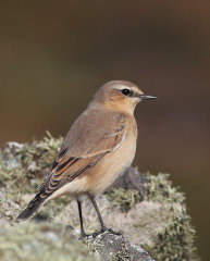 Northern Wheatear 007