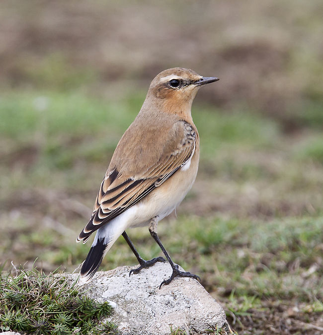 Northern Wheatear 017