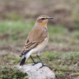 Northern Wheatear 017