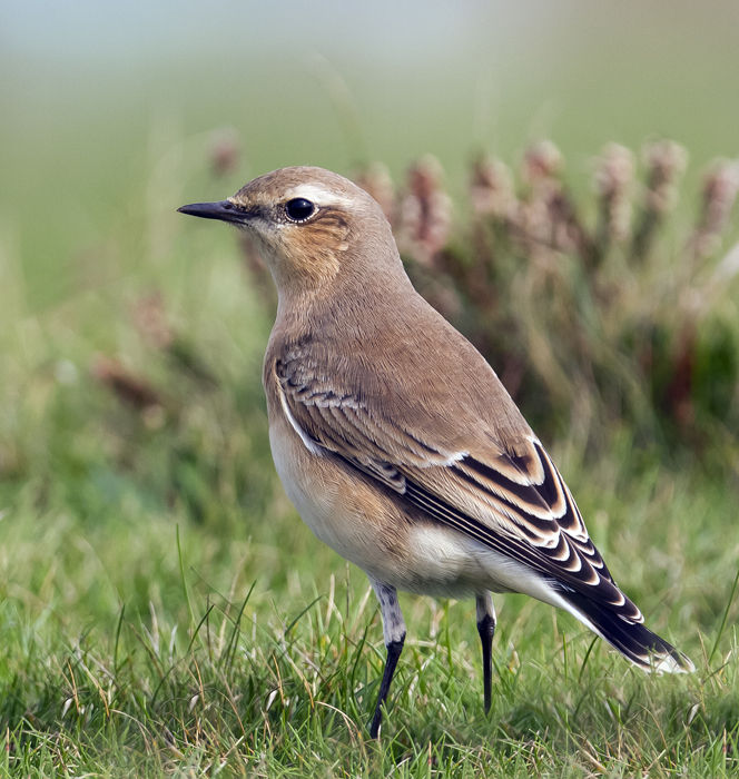 Northern Wheatear 018