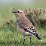 Northern Wheatear 018