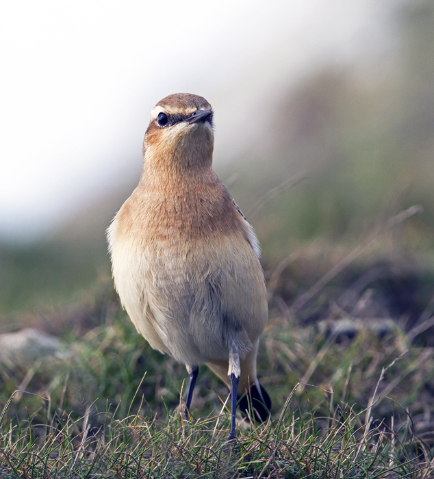 Northern Wheatear 019