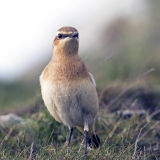 Northern Wheatear 019