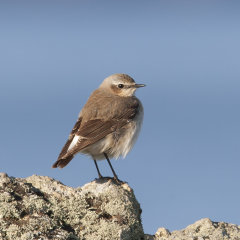 Wheatear 009