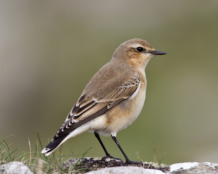 Northern Wheatear 014