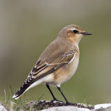 Northern Wheatear 014