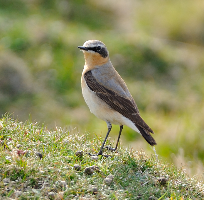 Northern Wheatear 001