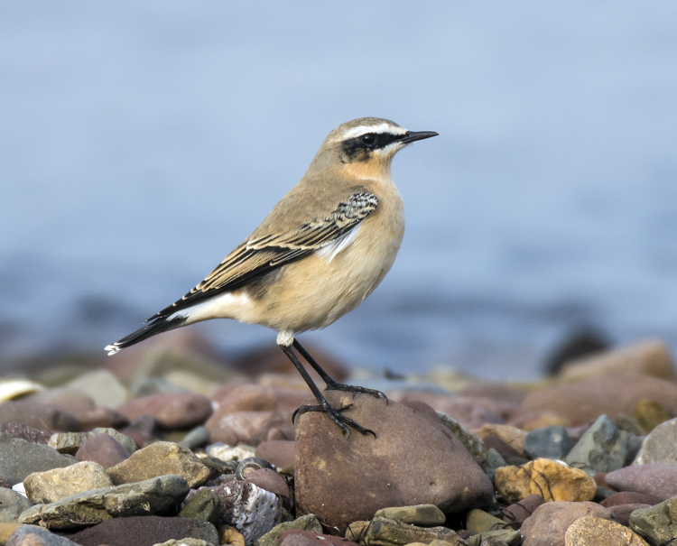 Northern Wheatear 023