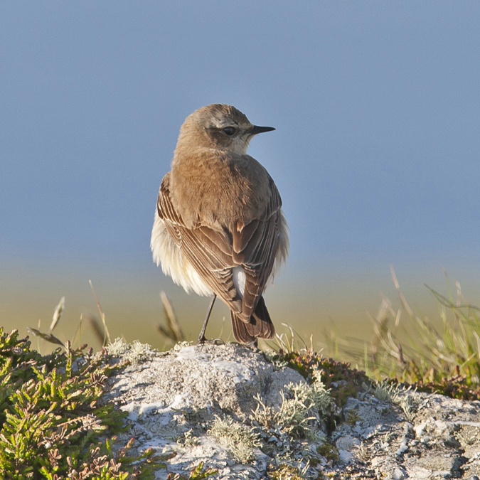 Wheatear 010