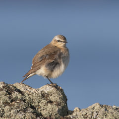 Wheatear 011