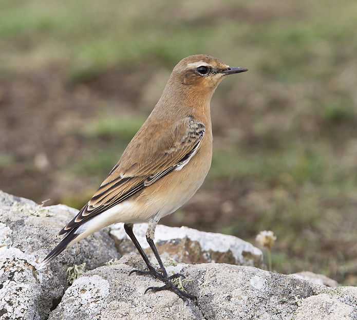 Northern Wheatear 015