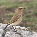Northern Wheatear 015