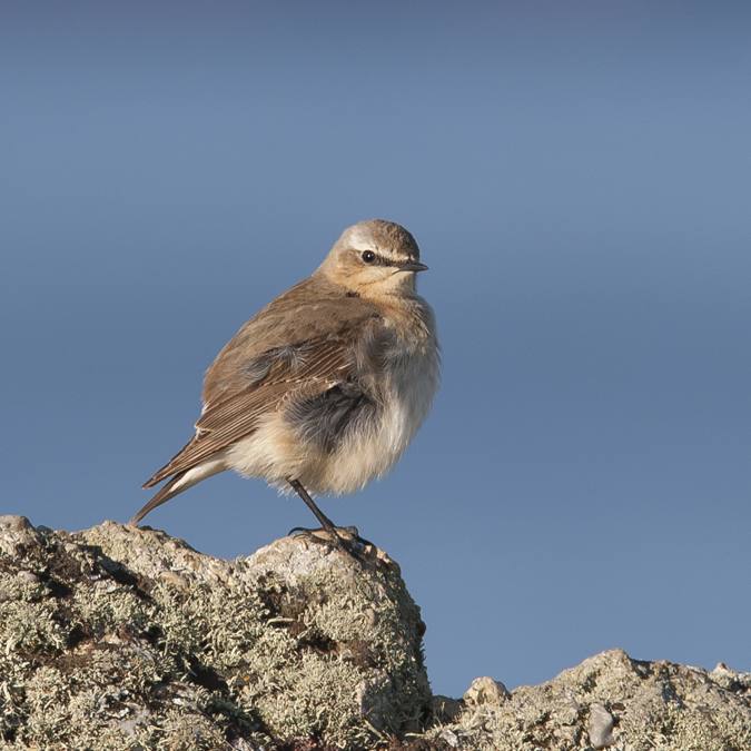 Wheatear 011