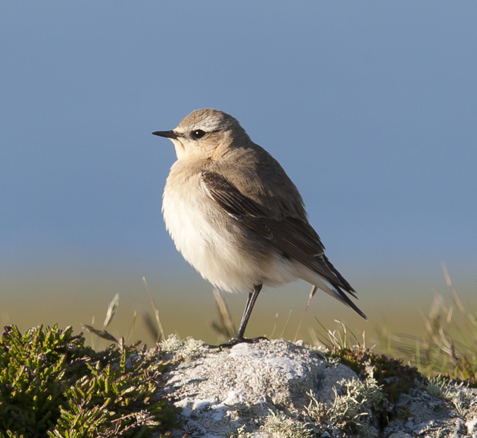Wheatear 012