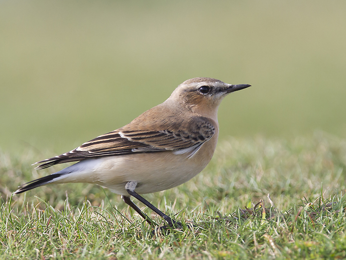 Northern Wheatear 016