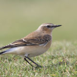 Northern Wheatear 016