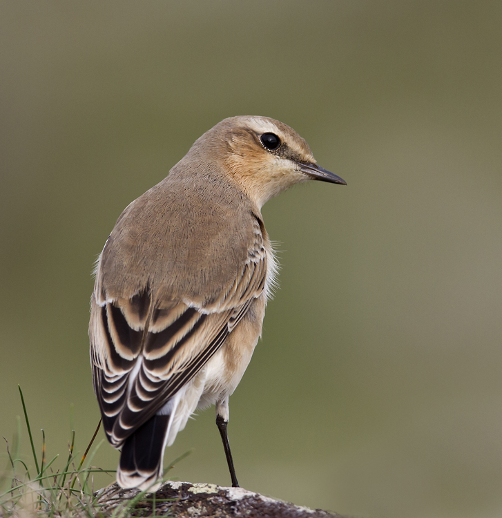 Wheatear 020