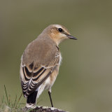 Wheatear 020