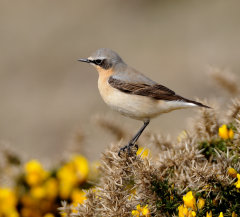 Northern Wheatear 002