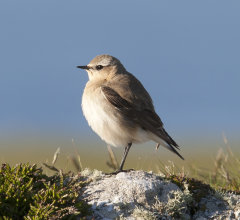Wheatear 012