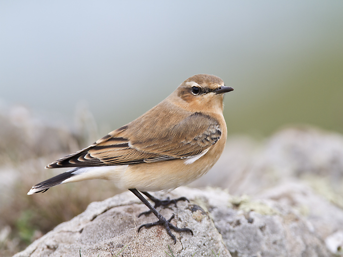 Northern Wheatear 013