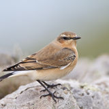 Northern Wheatear 013