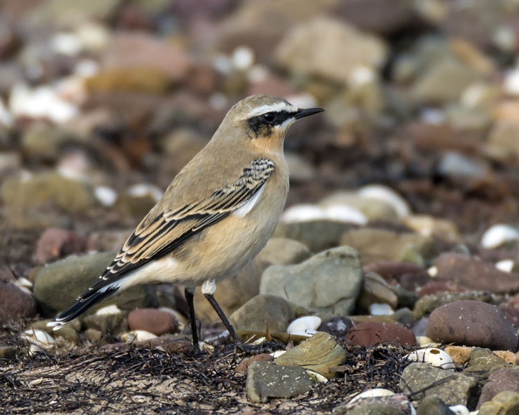 Northern Wheatear 024