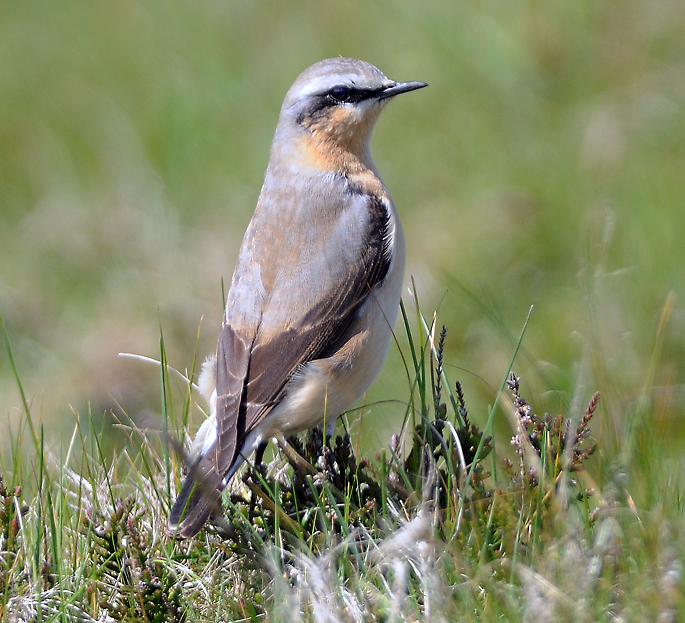 Wheatear 004