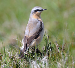 Wheatear 004