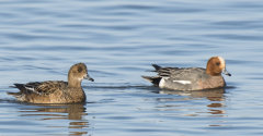 British & European Birds - Wigeon