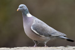 British & European Birds - Pigeons,Doves & Game