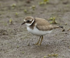 British & European Birds - Ringed Plover