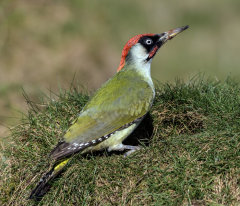 British & European Birds - Woodpeckers